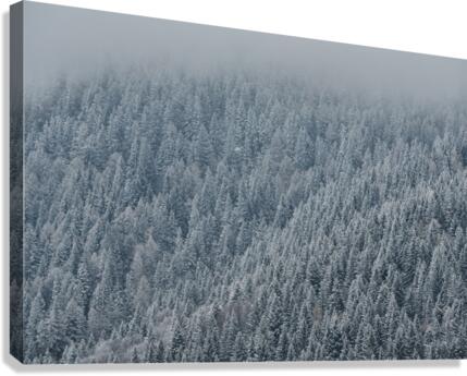 Frozen trees Canvas Print
