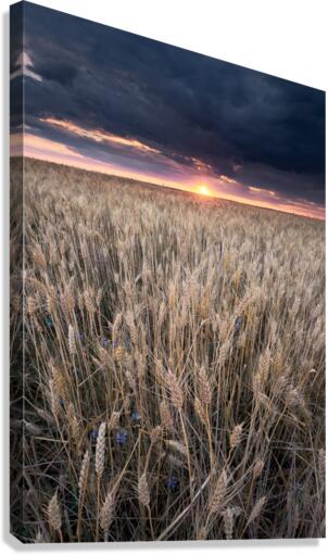 Summer sunset Canvas Print
