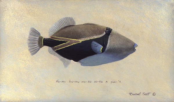 Wedgetail  Triggerfish                      Acrylic on masonite  8x12 by Randall Scott