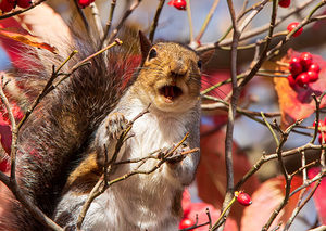 Eastern Gray Squirrel - A Toothy Tale