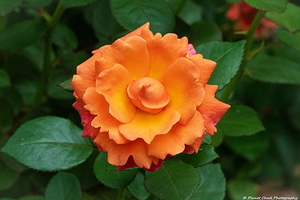 Beautiful Garden Rose
