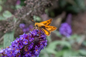 Fiery Skipper - Colorful Wings