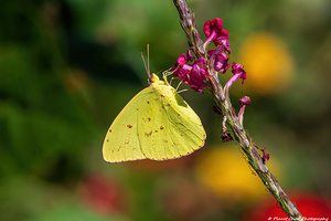 Cloudless Sulphur Butterfly Portrait