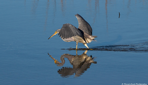 Tricolored Heron - Striking Reflection