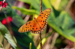 Beautiful Gulf Fritillary Butterfly