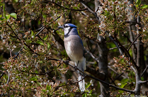 Blue Jay in the Bradford Pear Tree