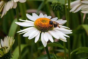 The Quiet Work of Summer