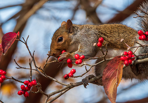 Eastern Gray Squirrel - Autumn Appetite