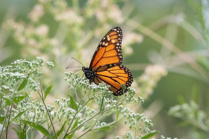 Monarch in White Lace
