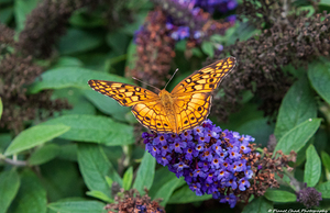 Variegated Fritillary - Butterfly Bush
