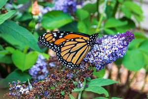 Monarch Butterfly - Garden Visitor