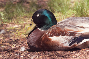 Mallard - Resting in the Light