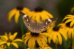Golden Stillness Beneath Buckeye Wings