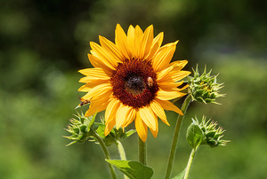 Sunflower - Buzz and Bloom