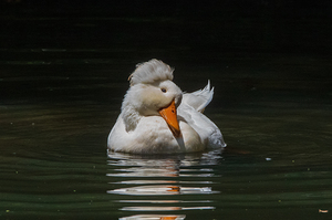 Crested Pekin Duck - Feathered Spotlight