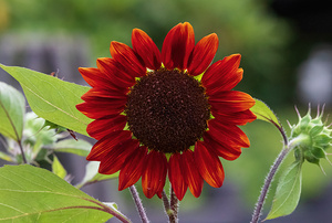 Red Sunflower - Radiant Symmetry