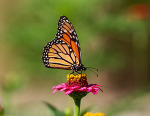 Monarch Butterfly - Pink Zinnia Pause
