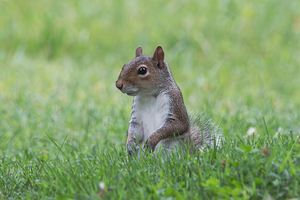 Eastern Gray Squirrel - Green Glow of Nature
