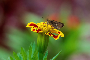  Ocola Skipper - Marigold Moment