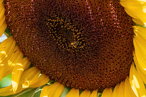 Sunflower - Golden Dust Gathering