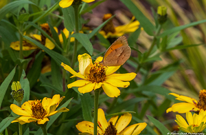 Sleepy Orange Butterfly