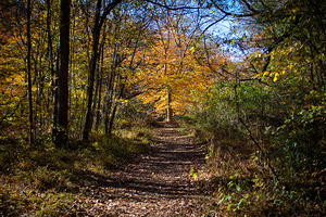 Golden Path at Long Creek