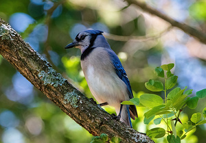 Blue Jay - Woodland Spotlight