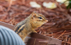 Curious Chipmunk on Garden Edge