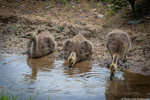 Goslings - A Quiet Moment by the Stream
