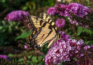 Eastern Tiger Swallowtail - Buddleia Brunch