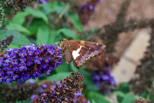 Silver-spotted Skipper - Purple Petal Pitstop