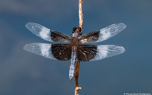 Widow Skimmer Dragonfly