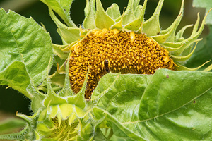Sunflower - Hidden Harvest