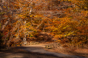 Warm Autumn Trail at Long Creek