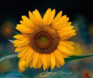 Sunflower - Bold Bloom - Cool Light