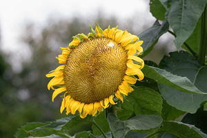 Sunflower - Golden Face at Seasons End