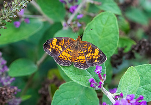 Pearl Crescent Butterfly - Garden Pause on Green