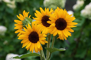Five Sunflowers - Summer Cluster in Full Bloom