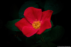 Pink Home Run Rose