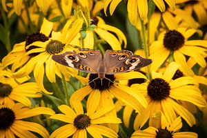 Buckeye Butterfly on Black-eyed Susan