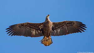 Juvenile Bald Eagle - Fresh Catch