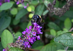 Carpenter Bee - Hungry for Pollen