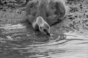 The Stillness of Nature: Gosling and Water Ripples 