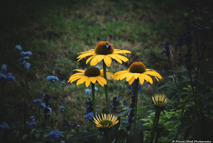 Yellow Coneflower Trio