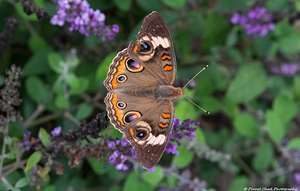 Common Buckeye Butterfly