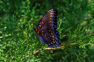 Red-spotted Purple Butterfly - Vivid in the Evergreen