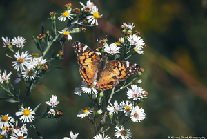 Beautiful American Lady on Aster