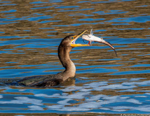 The Big Catch