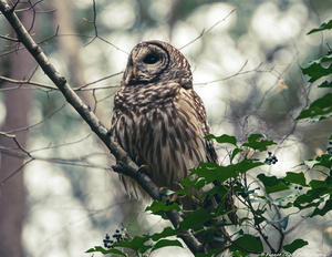 Cloudy Day Owl