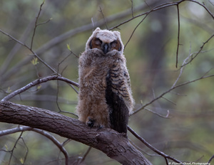 Sleepy Great Horned Owlet